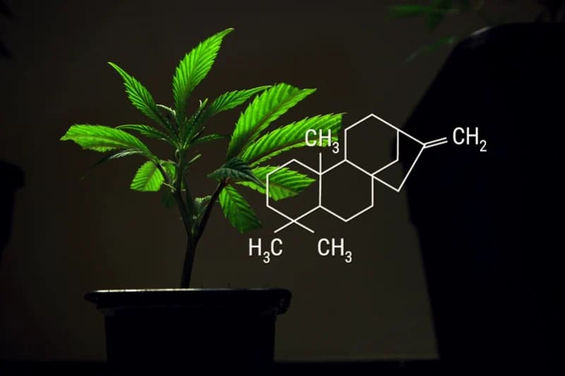 ¿Cómo hacer esquejes de marihuana?