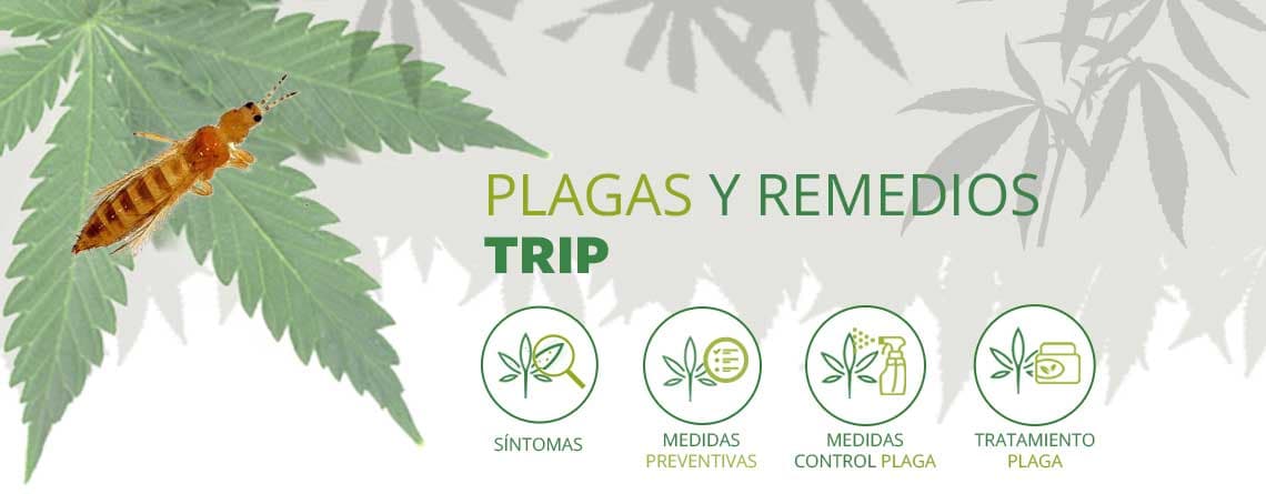¿Que son los Trips? Como prevenirlos y eliminarlos
