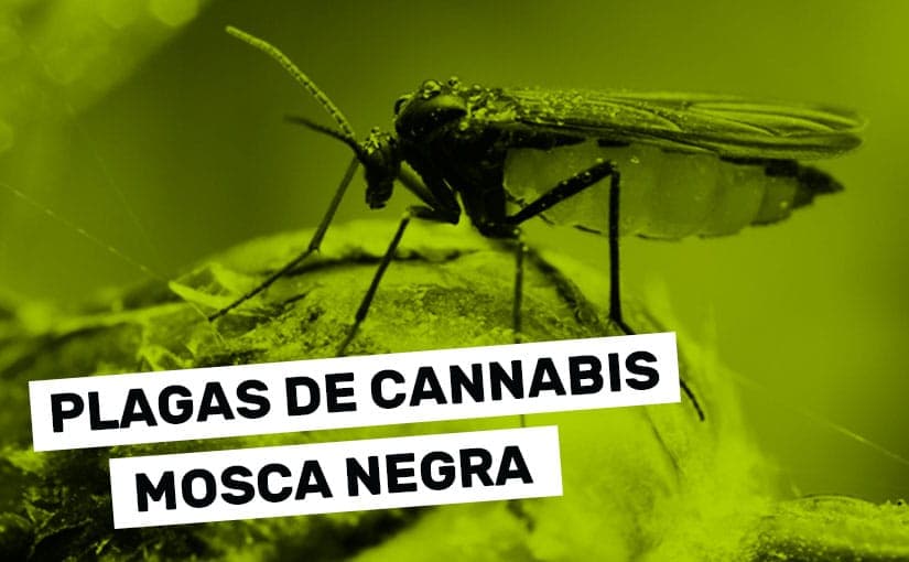 La Mosca Negra del sustrato