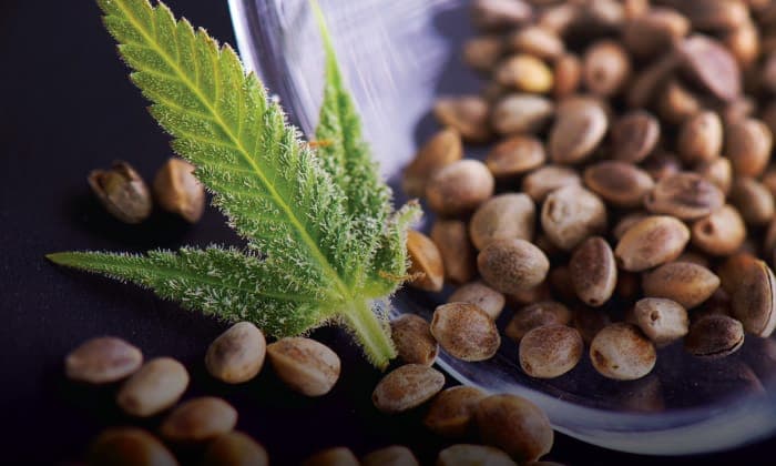 Variedades de Marihuana más resistentes al frío