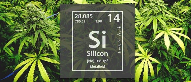 Silicio en el cultivo de Marihuana