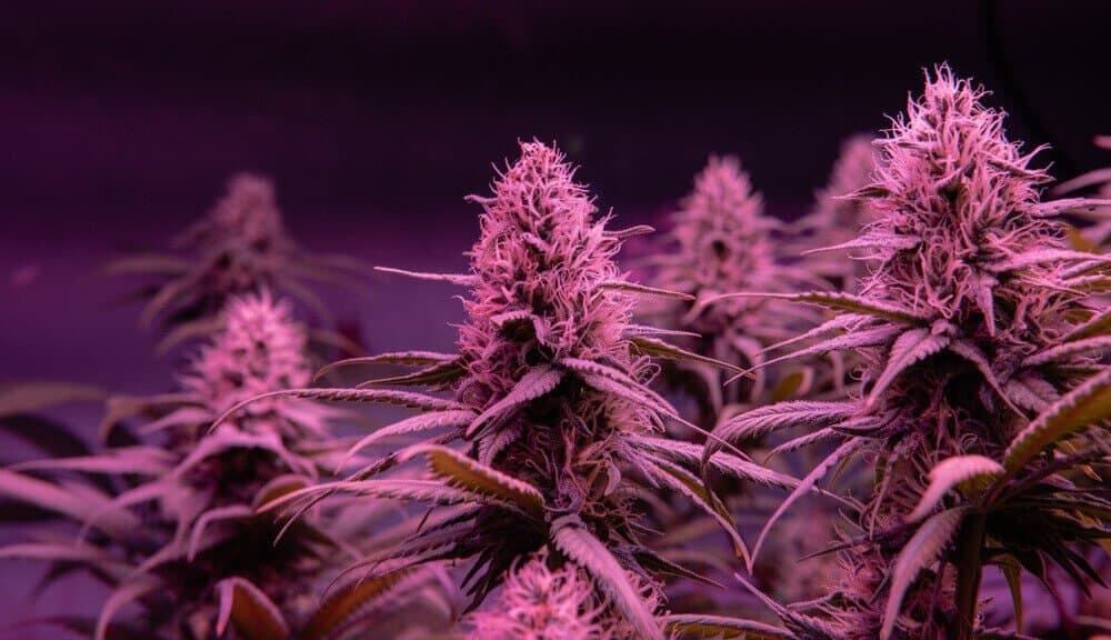 Las mejores variedades de marihuana para fumar durante el día