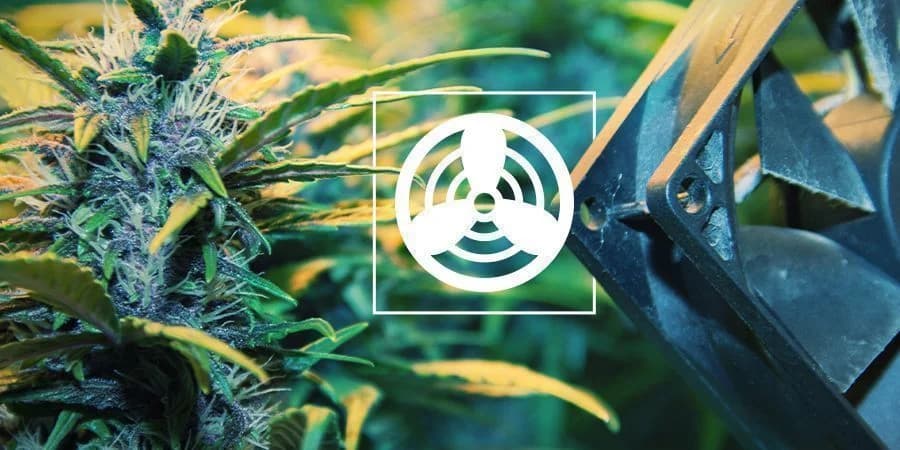 ¿Qué extractor es mejor para el cultivo de marihuana?