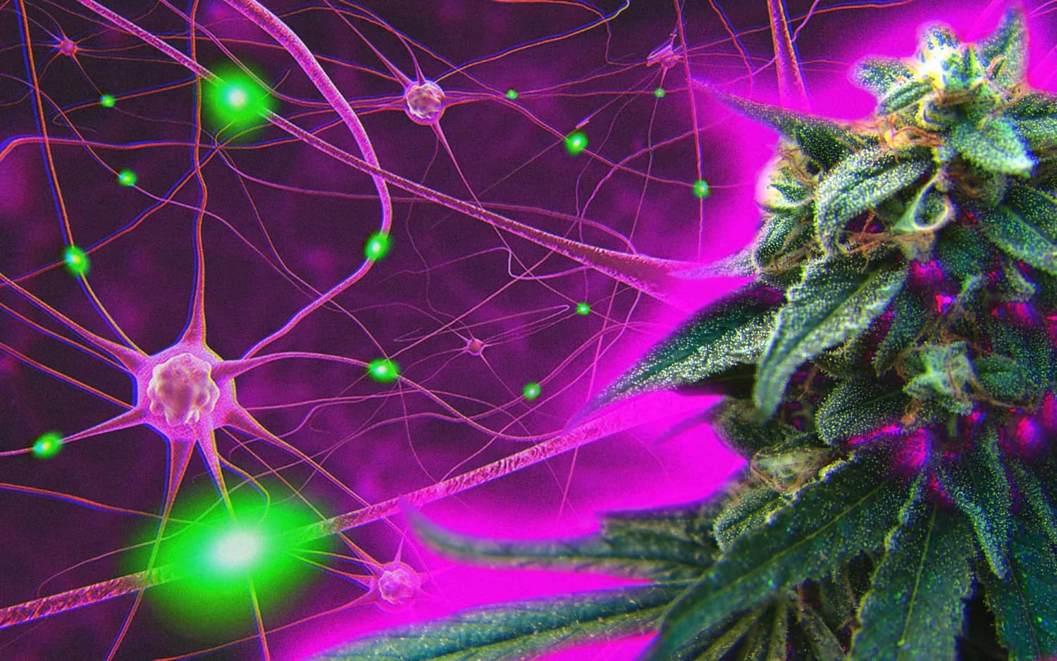 ¿La marihuana mata neuronas?