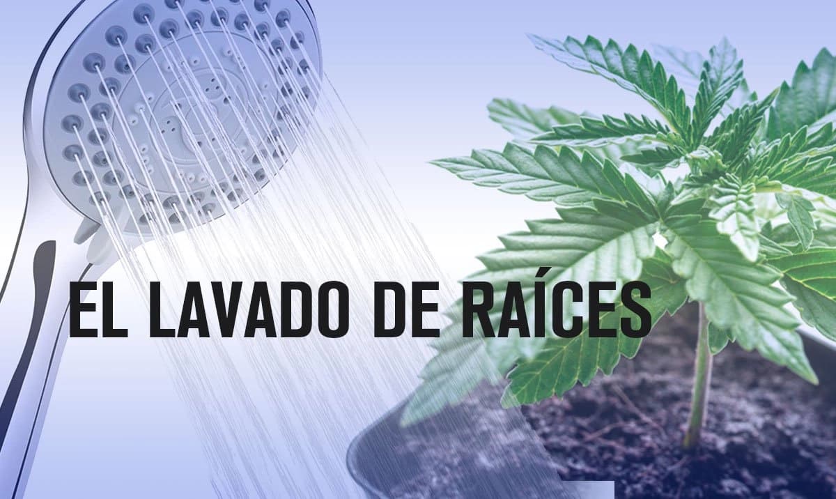 Lavado de Raíces