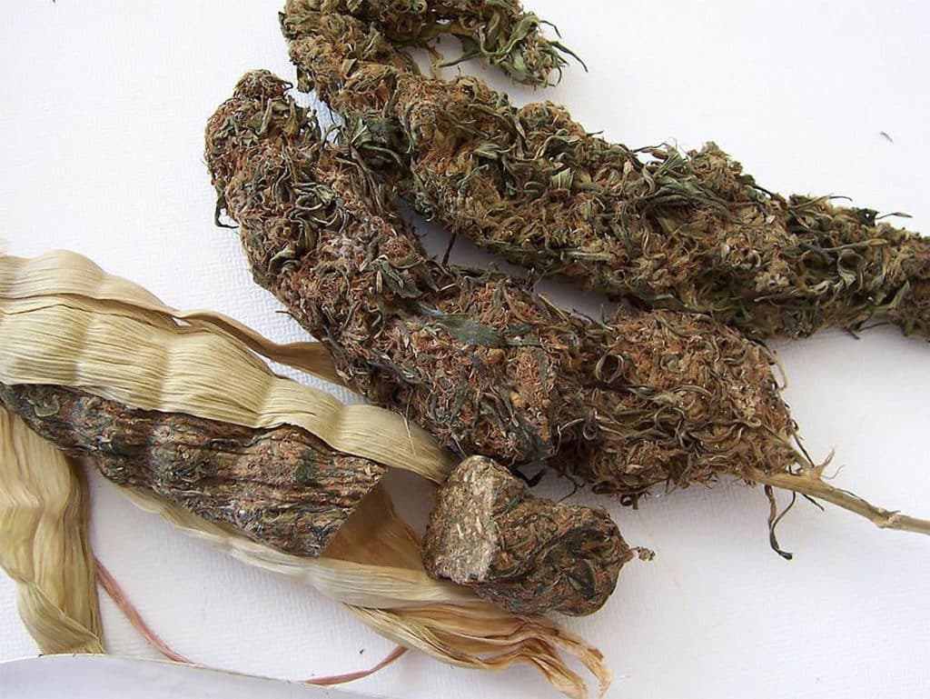 Marihuana Fermentada en mazorcas