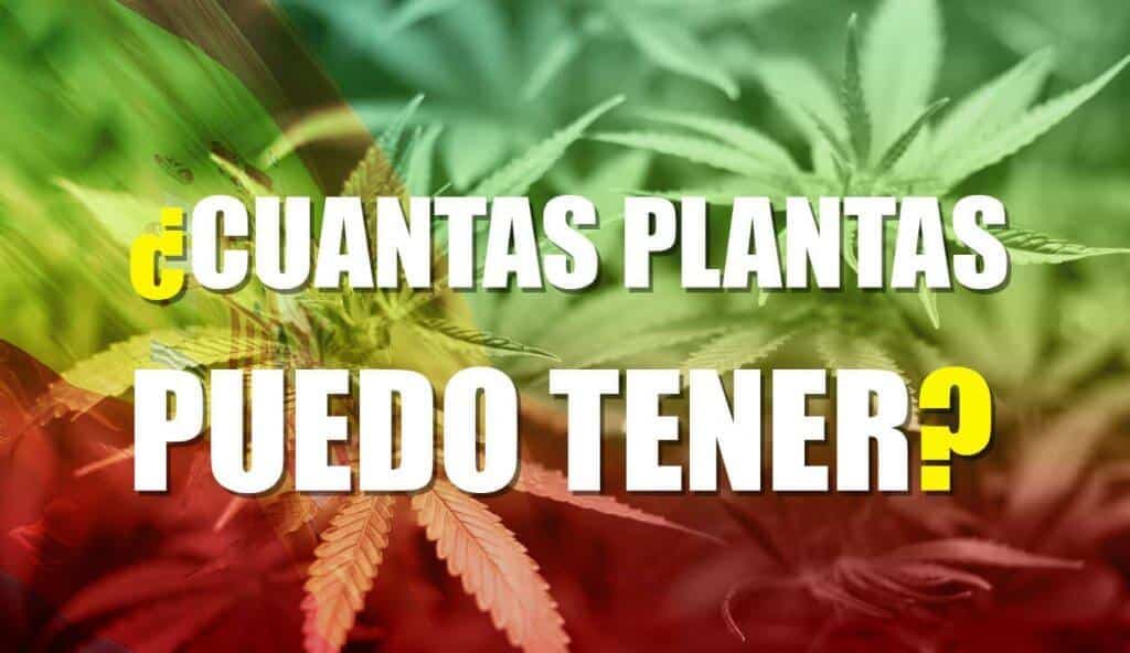 Cuantas plantas de Marihuana puedo tener legalmente