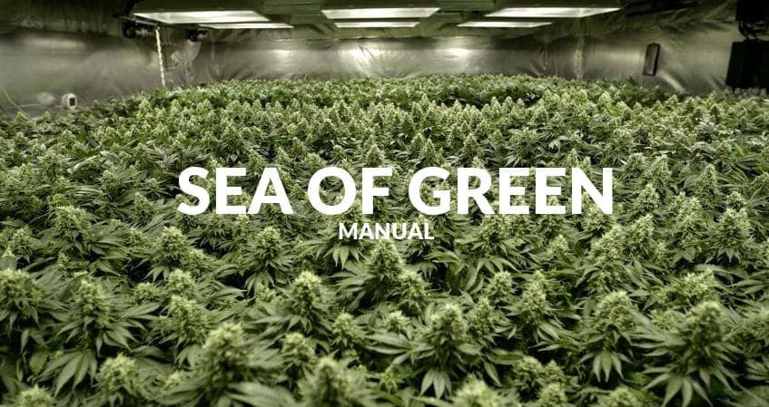 Técnica SoG para cultivar Marihuana
