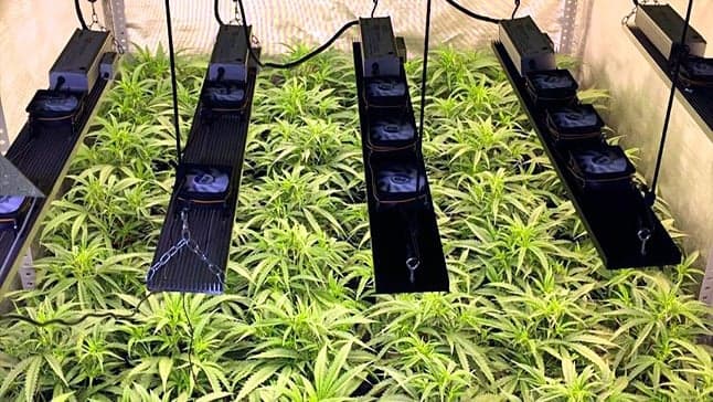 Focos Led o Focos HID para cultivar Marihuana