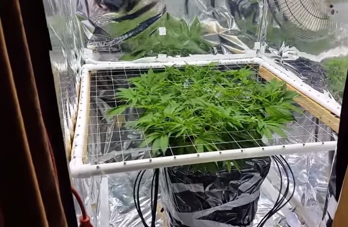 Técnica SCROG para cultivar Marihuana