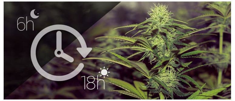Cuantas horas de luz necesita una planta de Marihuana