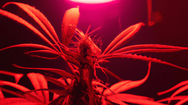 El efecto Emerson