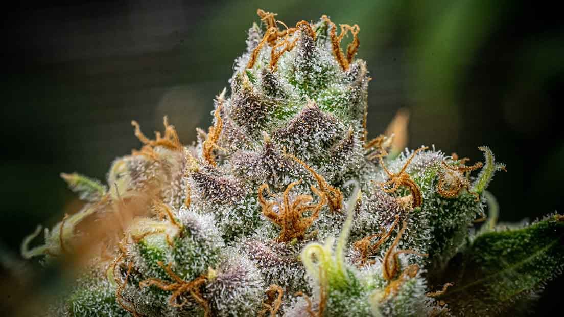 Cómo conseguir mas THC en la Marihuana