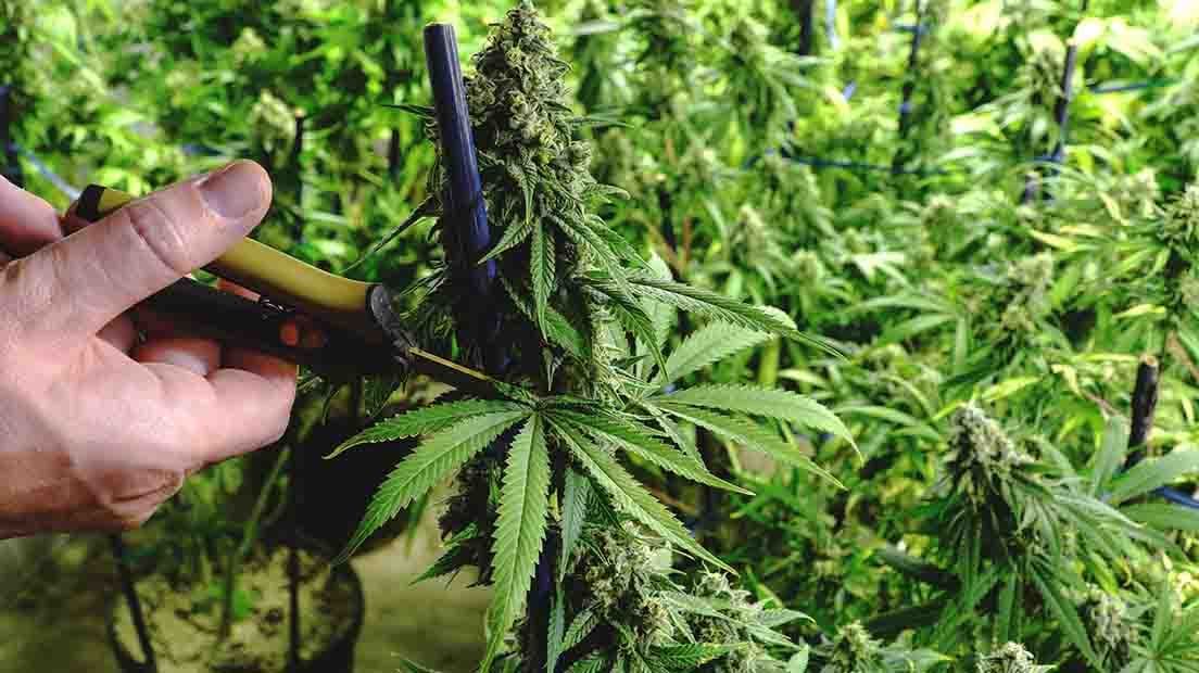 Como y cuando podar la marihuana
