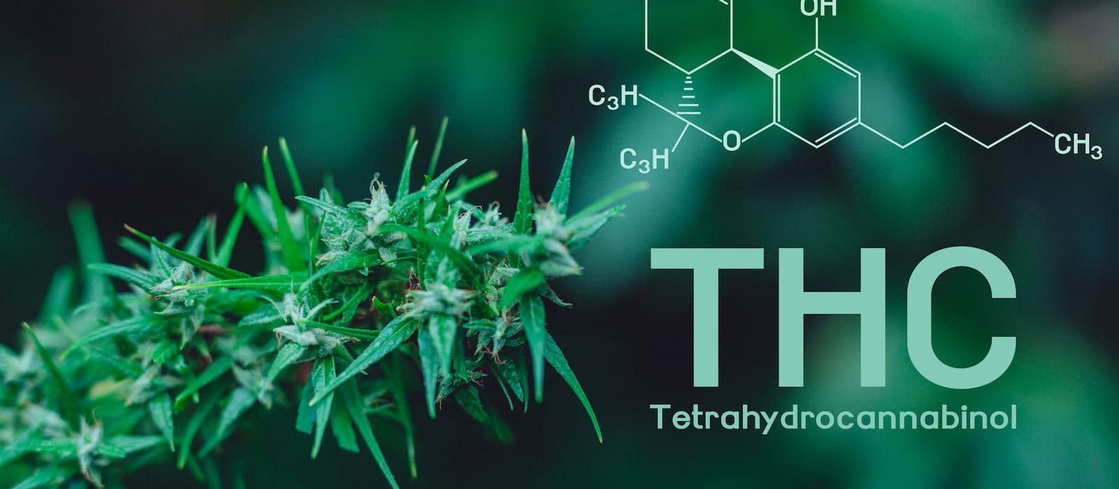 Tipos de THC