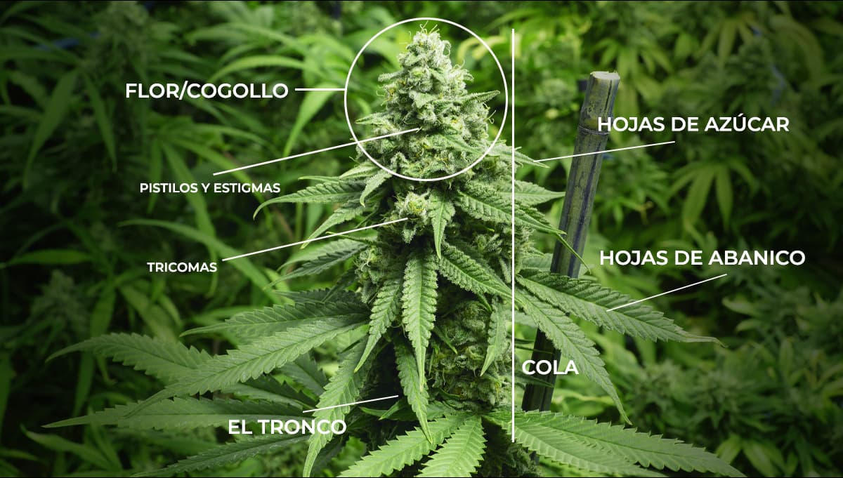 La importancia de los pistilos