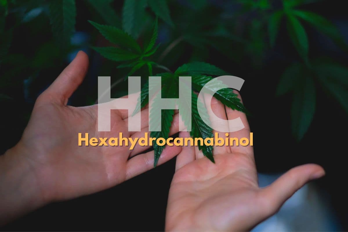 Que es el HHC