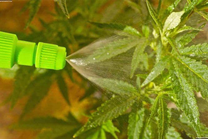 Usar Agua Oxigenada en el cultivo