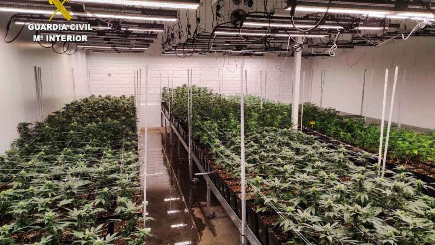 Cultivo en doble altura