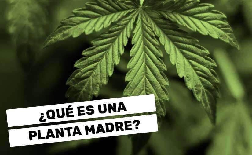 Plantas Madre