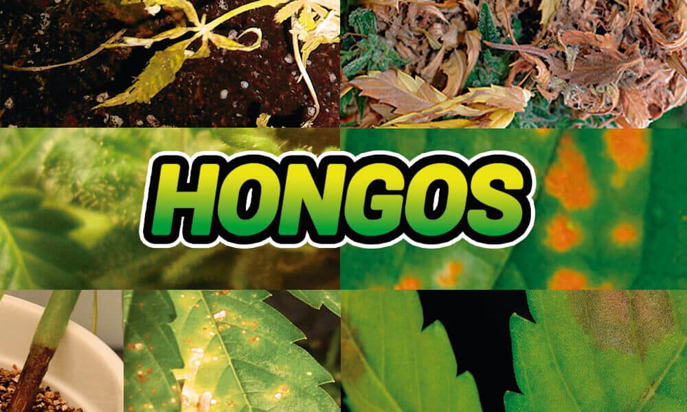 Qué es la Septoriosis en las plantas