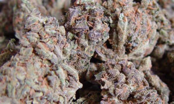 La importancia de la Amnesia Haze en el mundo del Cannabis