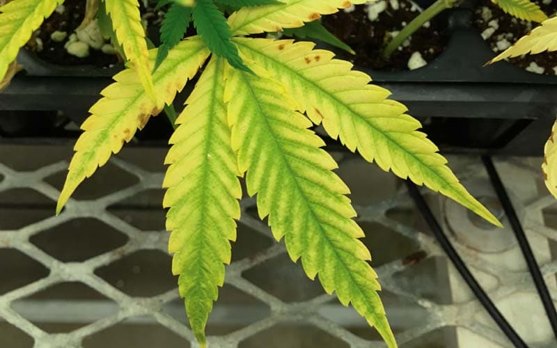 ¿Por qué mis plantas se vuelven Amarillas?