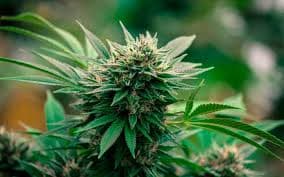 Abonos y Aditivos para plantas madre