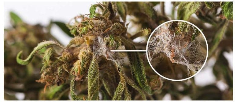 ¿Qué hacer si encuentras tu cultivo con moho?