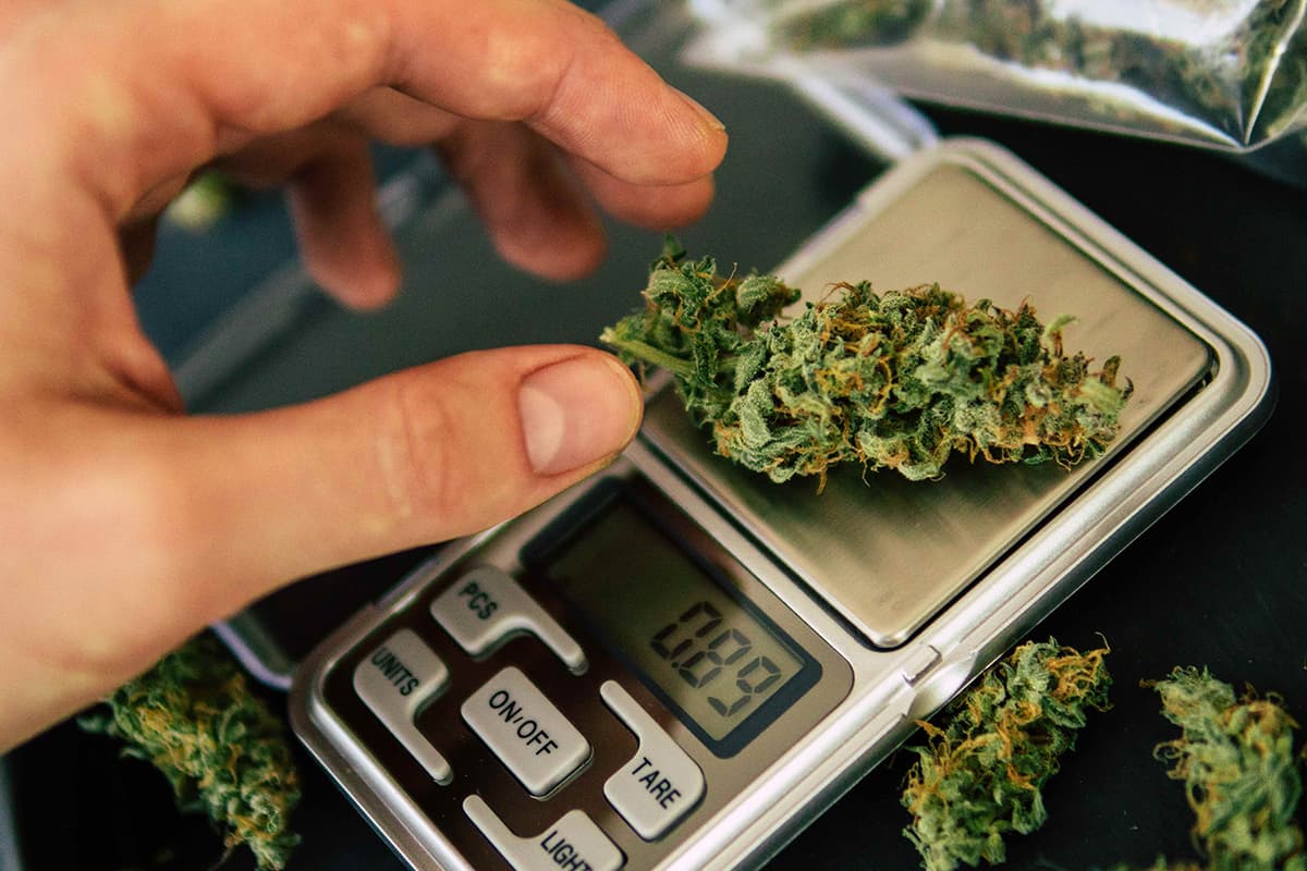 ¿Cuántos gramos salen de una planta?