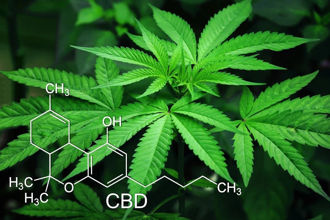 ¿Puede el CBD dar un resultado positivo en un test de drogas?