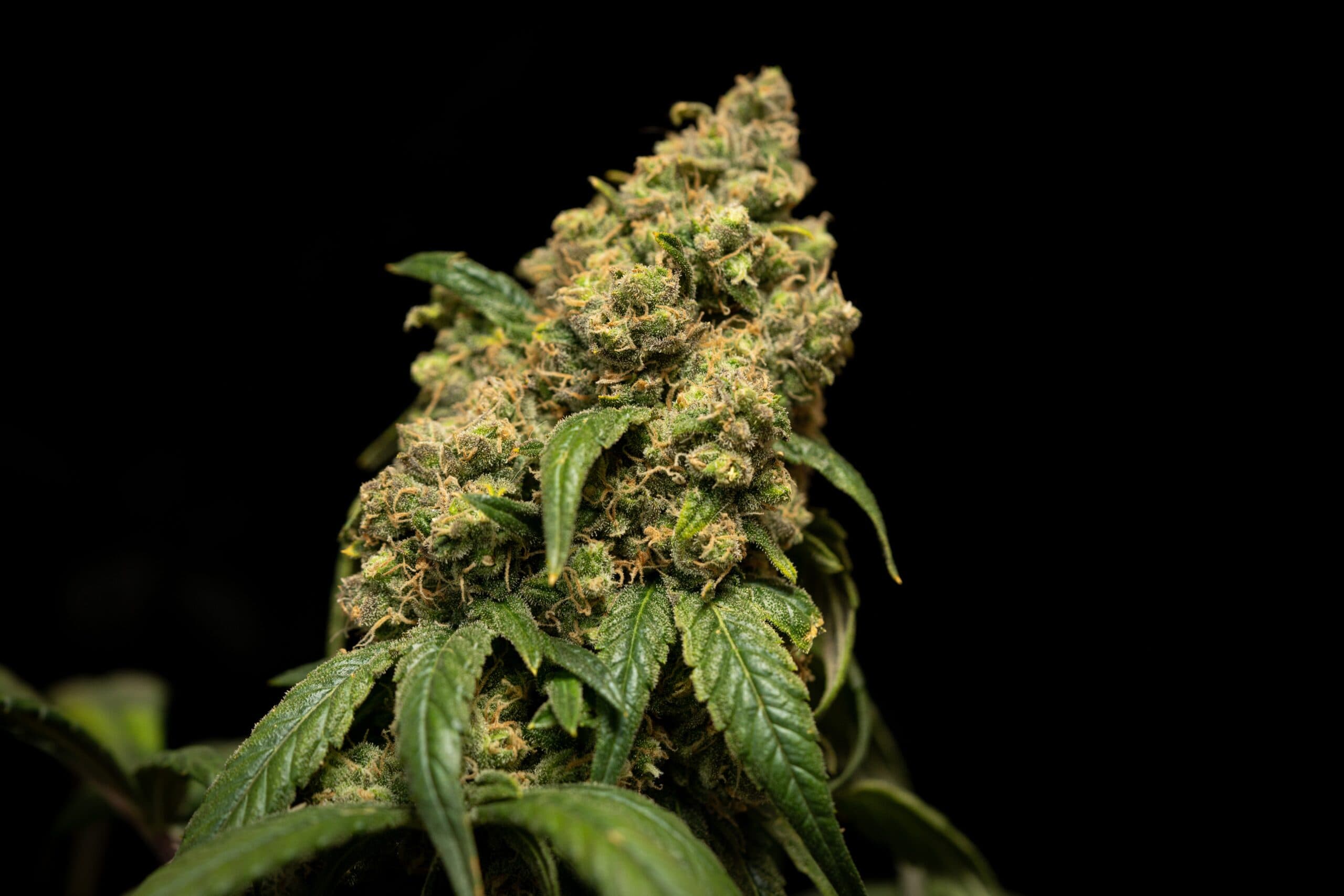 ¿Cómo obtener cogollos más grandes en tus plantas?