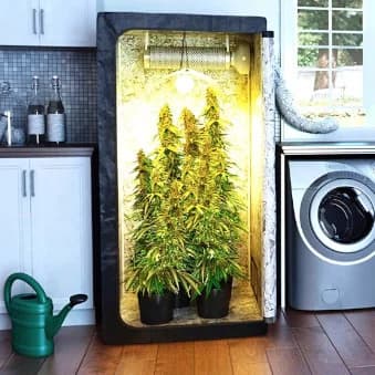 Descubre los beneficios del autocultivo con un kit de cultivo en armario