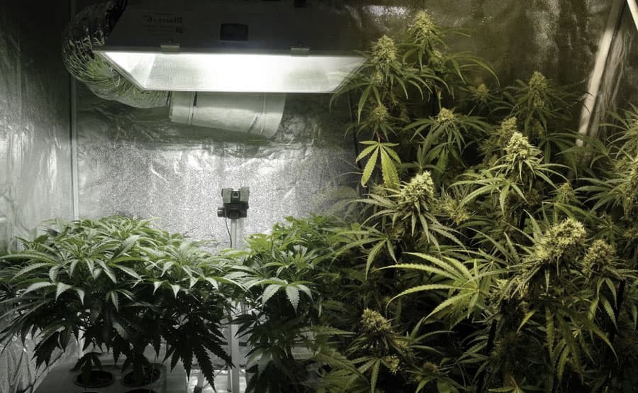 Pasos para cultivar marihuana con un kit de cultivo indoor