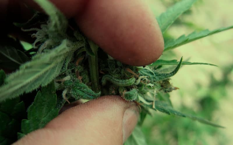 Cordalene Insecticida: Tu aliado para eliminar las orugas de tu cultivo
