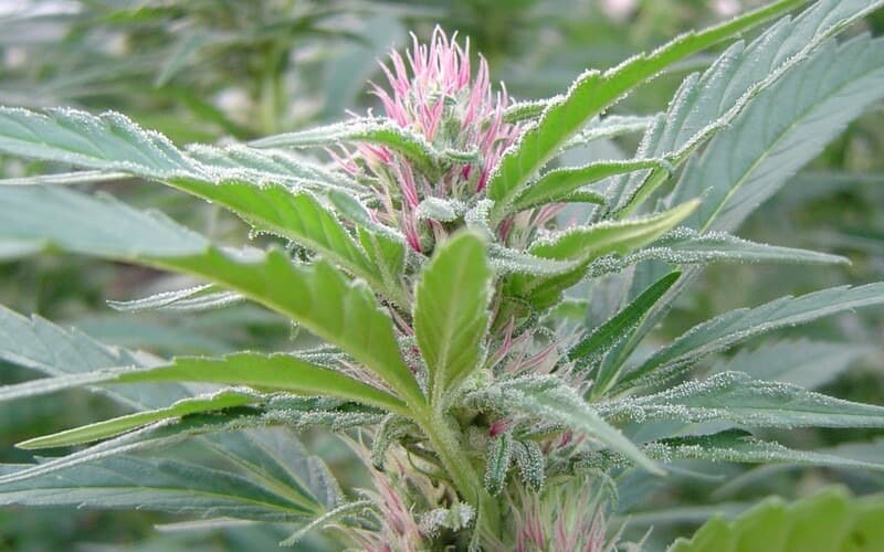 Preparando la Floración en Exterior: Guía Paso a Paso para Tus Plantas