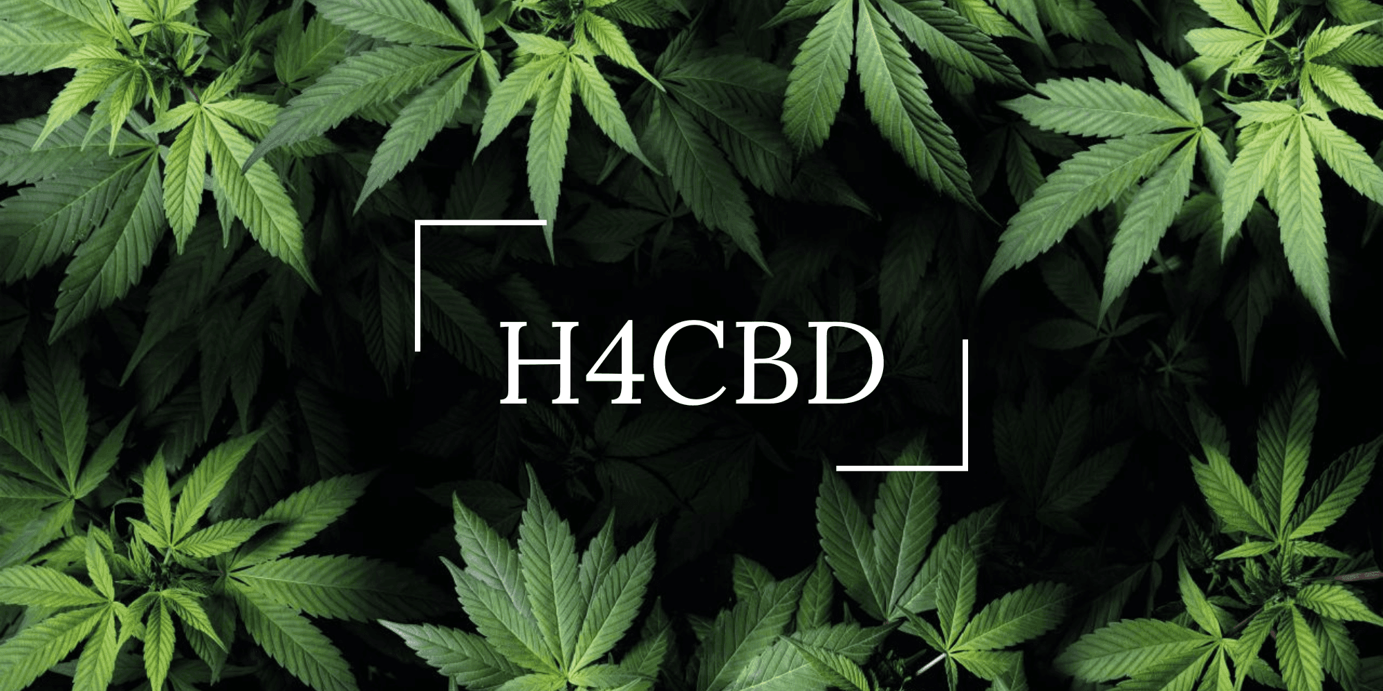 H4CBD: El Cannabinoide Sintético que está Cambiando el Mundo de la Ciencia