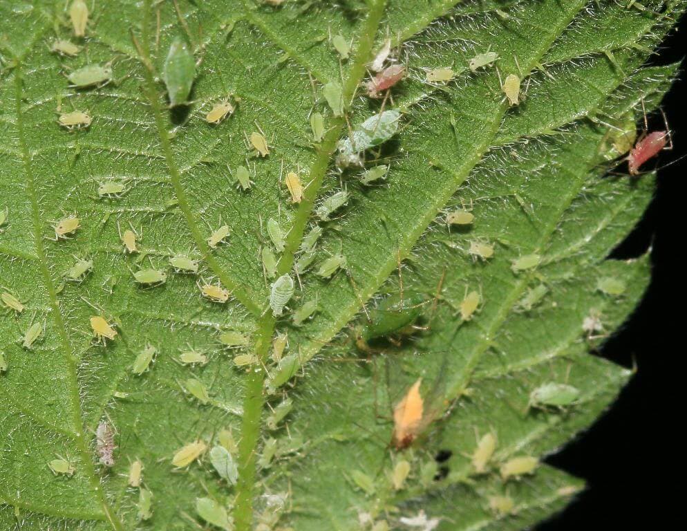 ¿Cómo eliminar el pulgón de tus plantas? ¡Descubre la solución definitiva!