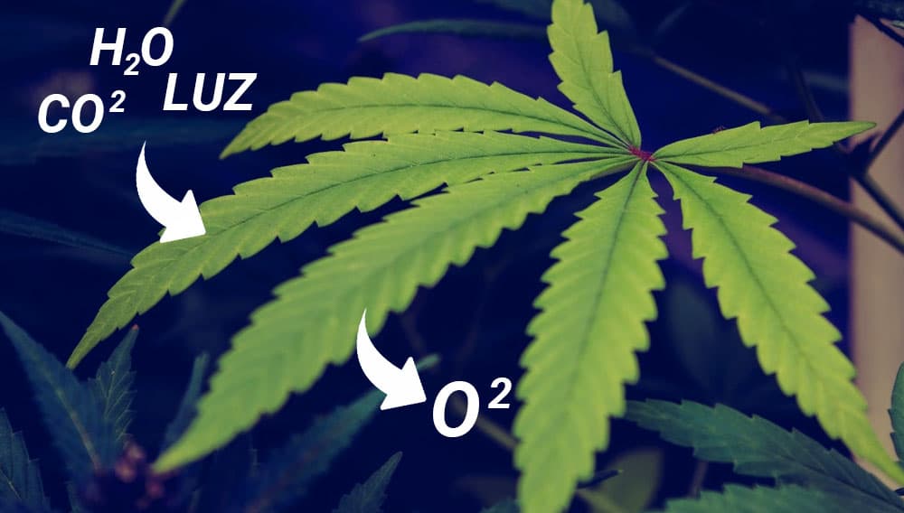 Usando un generador CO2 en tu cultivo: todo lo que necesitas saber
