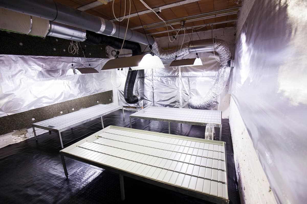 La importancia de limpiar tu sala de cultivo y cómo hacerlo