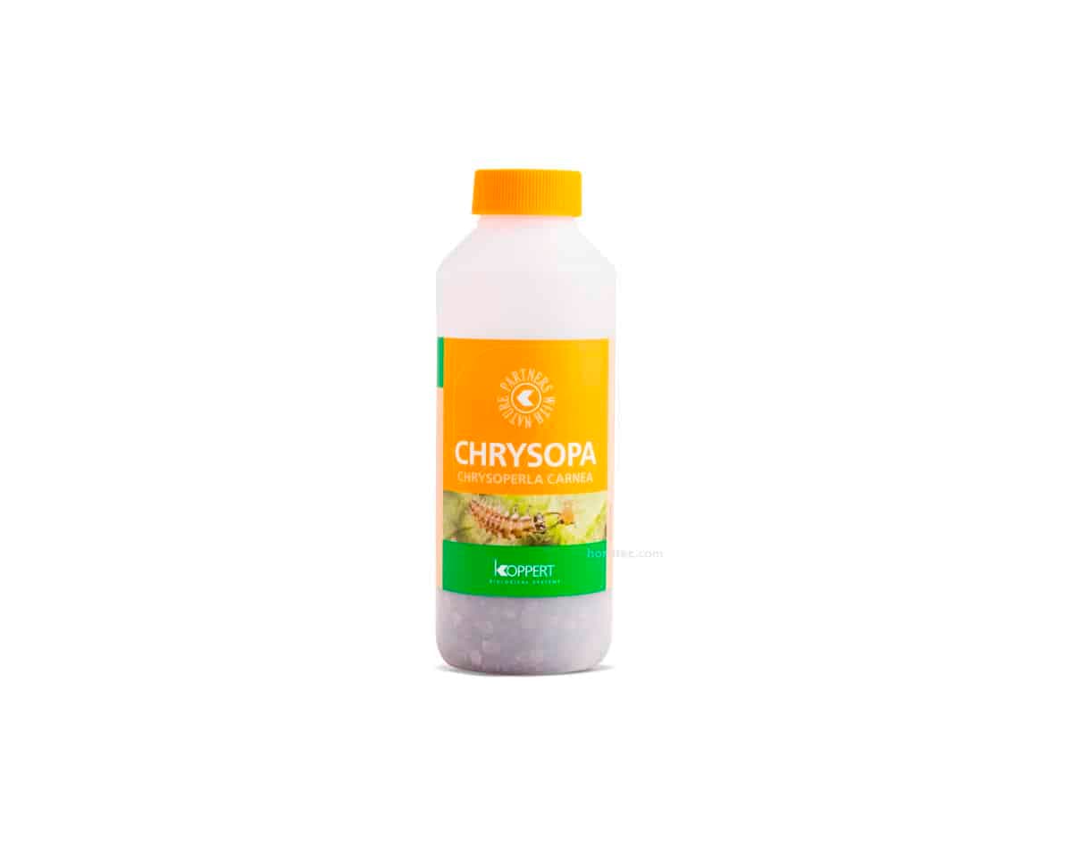 Chrysopa 1000 (Pulgon) Koppert [Bajo pedido]