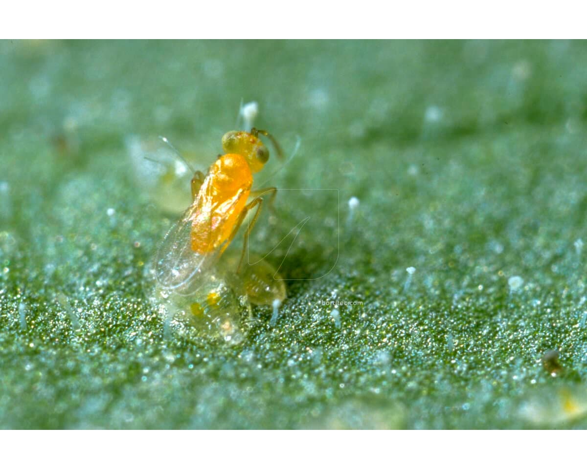 Ercal 3000 Eretmocerurs Eremicus (Mosca Blanca) Koppert [Bajo pedido]
