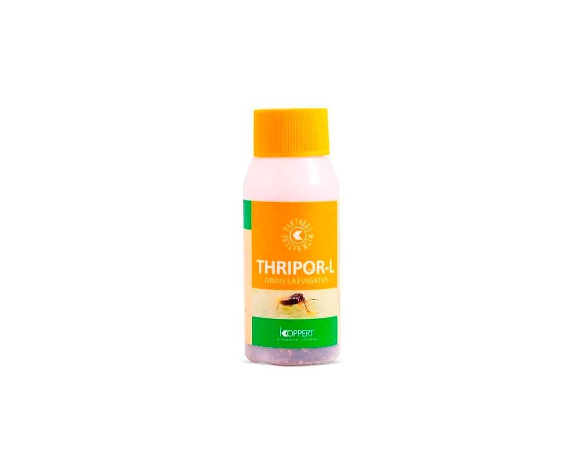 Thripor- L 500 Orius Laevigatus (Larva Trip) Koppert [Bajo pedido]