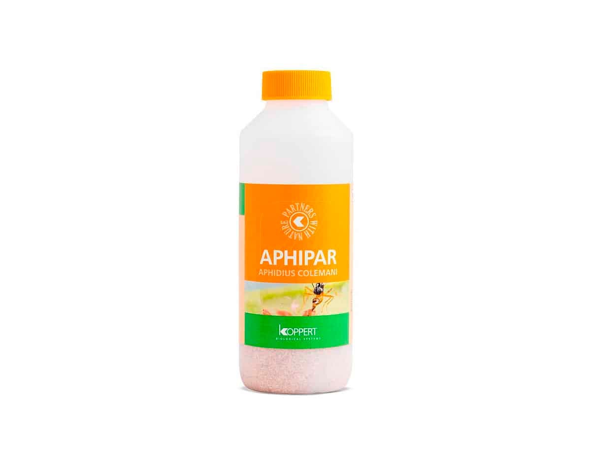 Aphipar 500 (Aphidius Colemani) Koppert [Bajo pedido]
