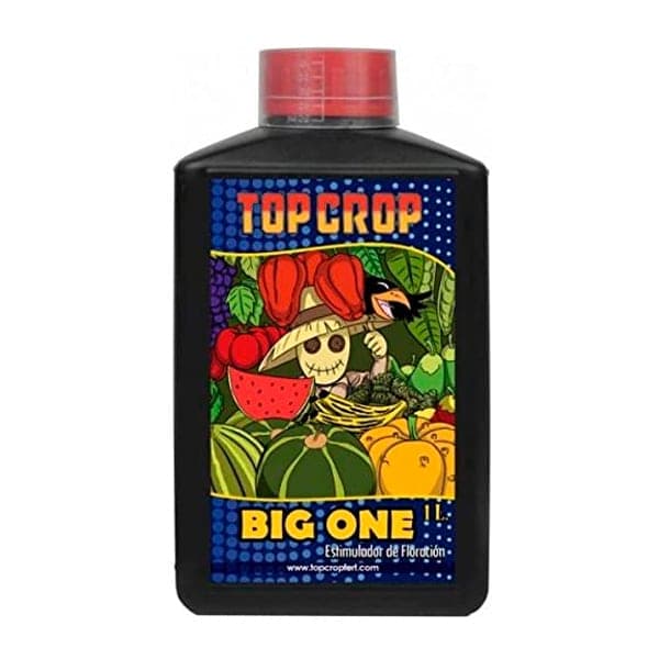 Big One - Top Crop