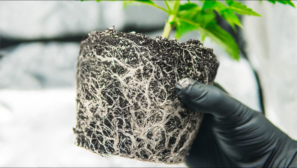 Root Stim - Narcos - Imagen 2