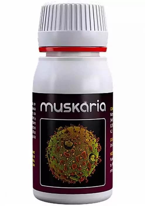 Muskaria Agrobacterias