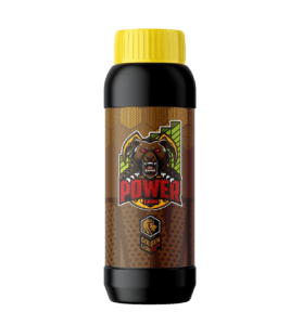 lion power
