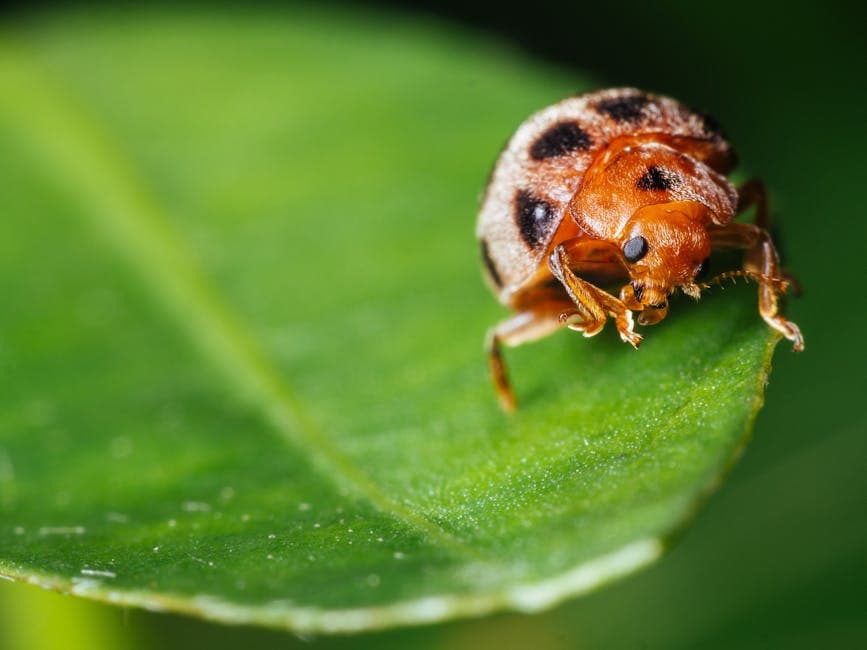 Descubre el Secreto de los Insectos Beneficiosos para un Cultivo de Cannabis Saludable
