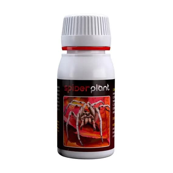 Spider Plant - Agrobacterias